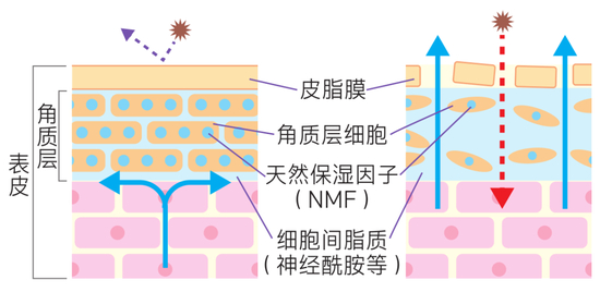 皮肤屏障受损 修护 保养_健康肌维稳
