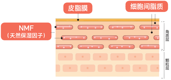 皮肤屏障受损 修护 保养_健康肌维稳