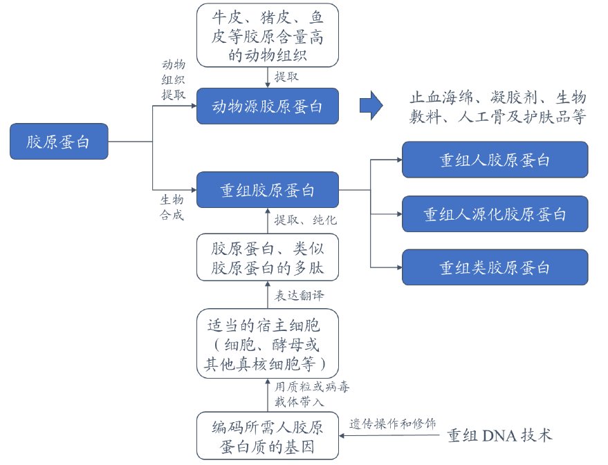 胶原嘭弹填充_大鼠尾胶原蛋白应用_鼠尾胶原蛋白I型