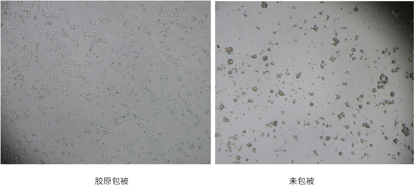 鼠尾胶原蛋白I型_胶原嘭弹填充_大鼠尾胶原蛋白应用