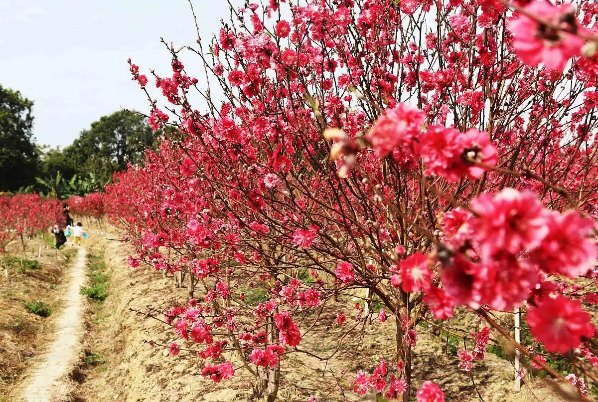 素颜也迷人小习惯_素颜好皮养成习惯_保持自然清新美丽的方法