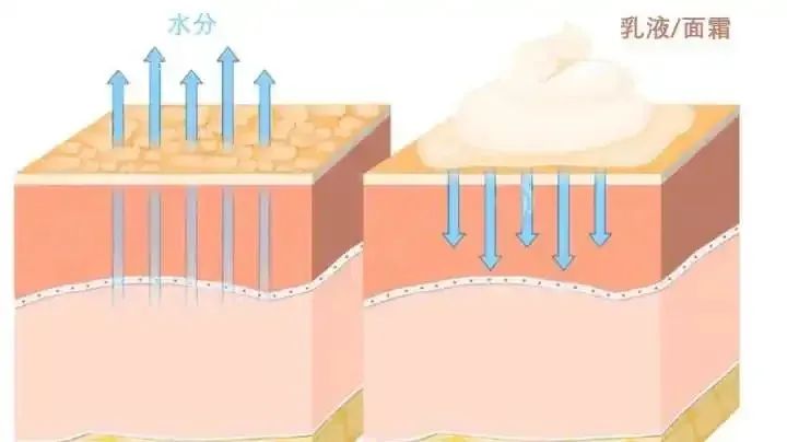 面部护肤产品_春季肌肤补水_油性皮肤补水方法